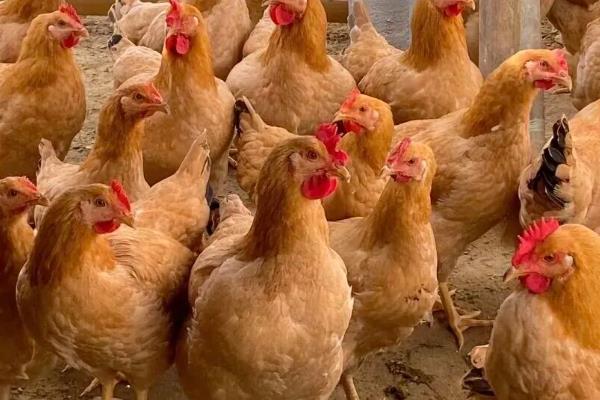 怎么防治蛋鸡拉稀，发生白痢病可使用杆沙夫特