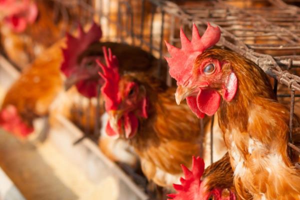 怎么防治蛋鸡拉稀，发生白痢病可使用杆沙夫特