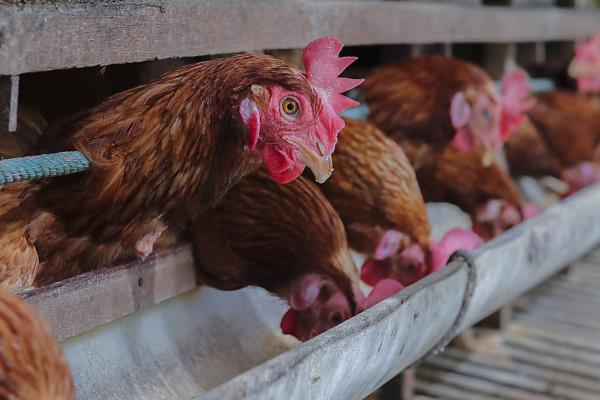 怎么防治蛋鸡拉稀，发生白痢病可使用杆沙夫特