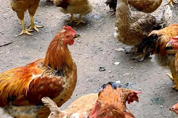 怎么防治蛋鸡拉稀，发生白痢病可使用杆沙夫特