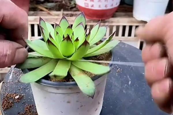 多肉根部黑腐如何救治，可砍头处理