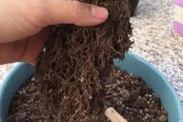 多肉根部黑腐如何救治，可砍头处理
