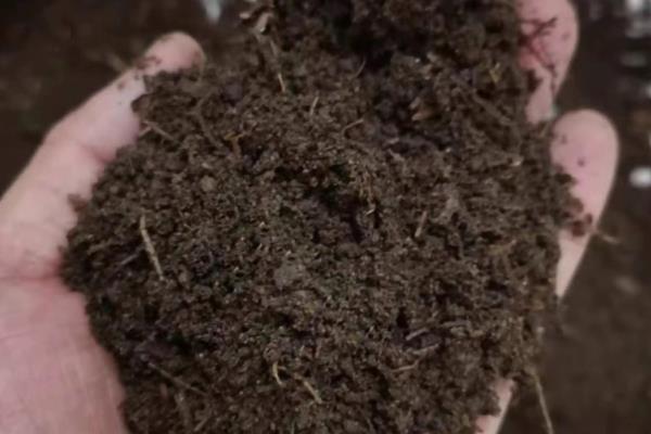多肉根部黑腐如何救治，可砍头处理