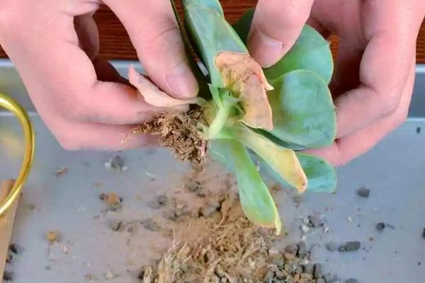 多肉根部黑腐如何救治，可砍头处理