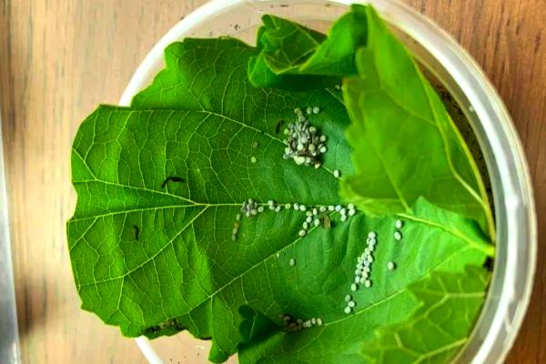 养蚕的过程，要尽力从卵期到蚕蛾期