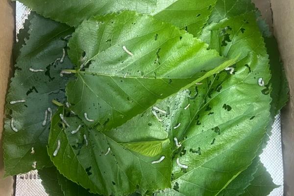 养蚕的过程，要尽力从卵期到蚕蛾期