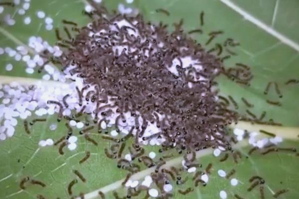 养蚕的过程，要尽力从卵期到蚕蛾期