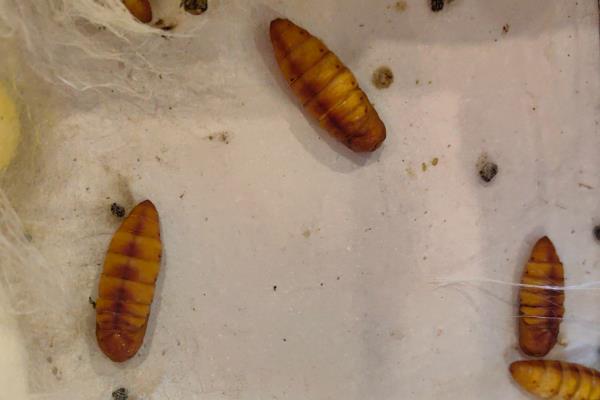 养蚕的过程，要尽力从卵期到蚕蛾期