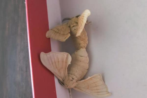 养蚕的过程，要尽力从卵期到蚕蛾期