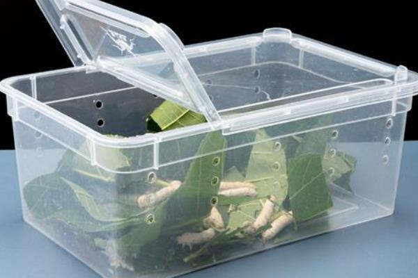 养蚕的过程，要尽力从卵期到蚕蛾期