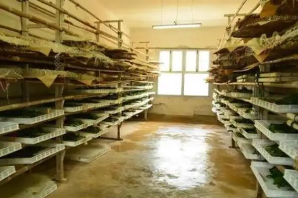 养蚕的过程，要尽力从卵期到蚕蛾期