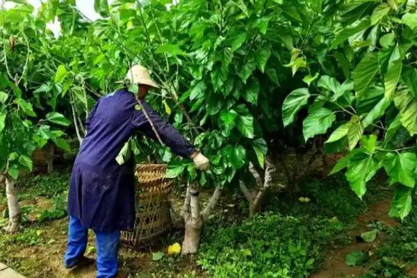 养蚕的过程，要尽力从卵期到蚕蛾期