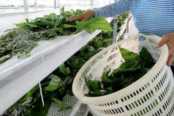 养蚕的过程，要尽力从卵期到蚕蛾期