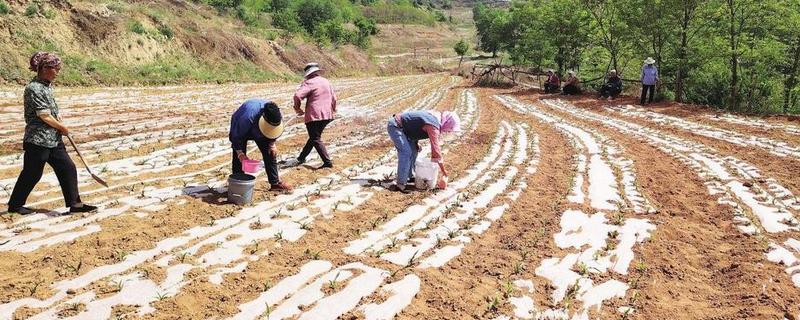 干旱条件下怎样施肥，一次施肥量不宜过大
