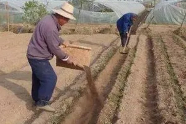 干旱条件下怎样施肥,一次施肥量不宜过大