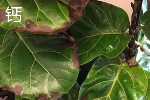 干旱条件下怎样施肥,一次施肥量不宜过大