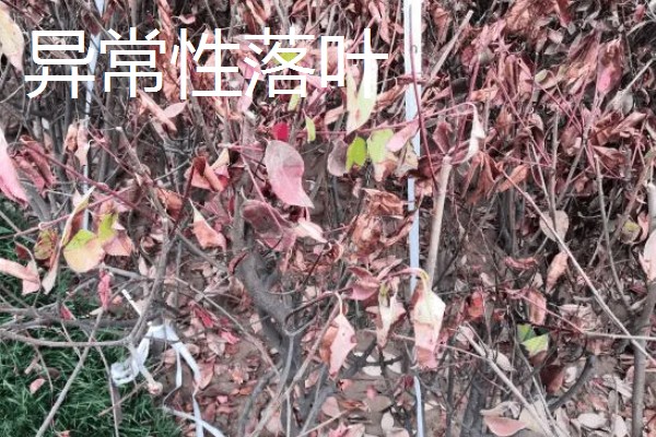 干旱条件下怎样施肥,一次施肥量不宜过大