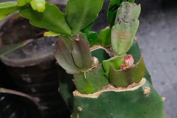 蟹爪兰的换盆时间,在春末时期换盆可让植株快速恢复