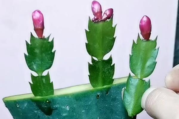 蟹爪兰的换盆时间,在春末时期换盆可让植株快速恢复