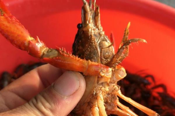 小龙虾母虾和公虾有什么区别，体型、螯足、口感等方面都不同