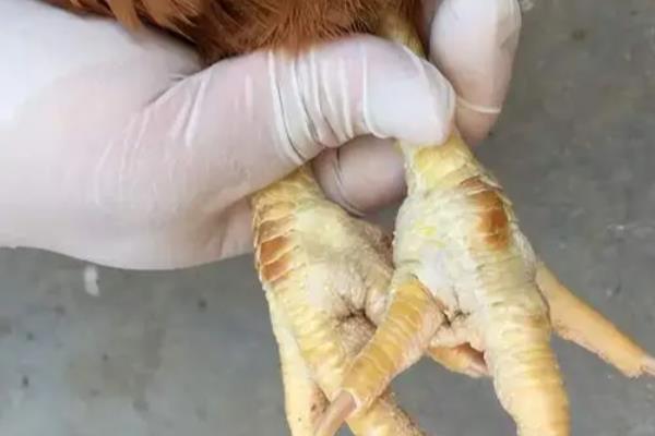 鸡群瘫痪的原因,可能是发生了传染性脑脊髓炎病等疾病