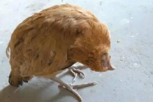 鸡群瘫痪的原因,可能是发生了传染性脑脊髓炎病等疾病