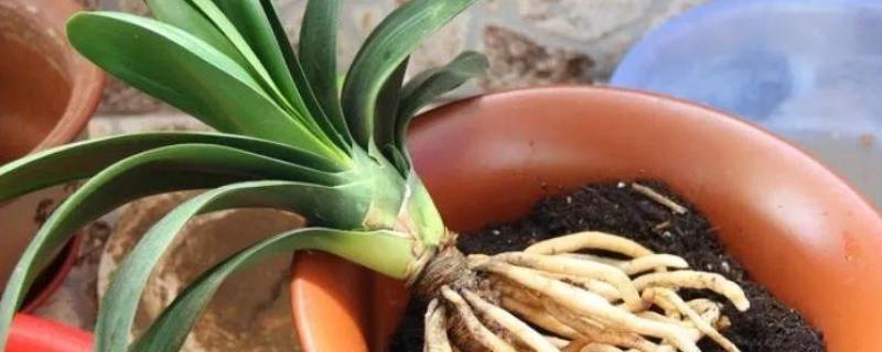 君子兰刚换盆可以浇水吗，是可以浇水的