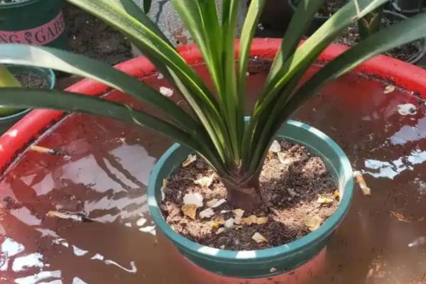 君子兰刚换盆可以浇水吗,是可以浇水的