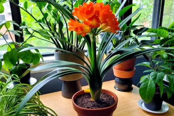 君子兰刚换盆可以浇水吗,是可以浇水的