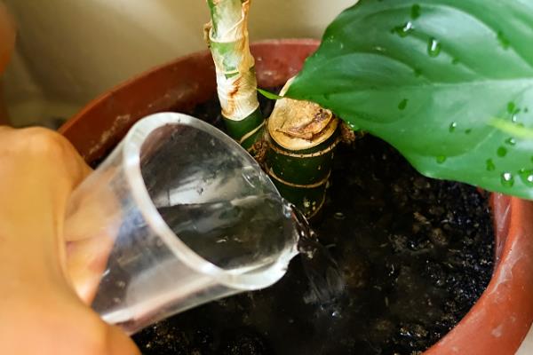 君子兰刚换盆可以浇水吗,是可以浇水的