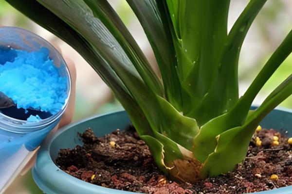 君子兰刚换盆可以浇水吗,是可以浇水的