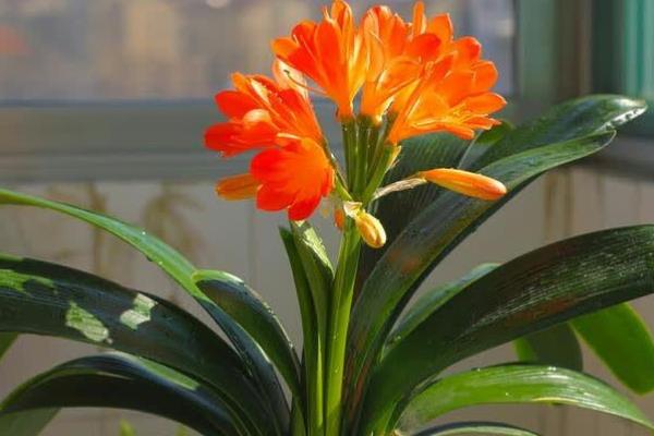 君子兰刚换盆可以浇水吗,是可以浇水的