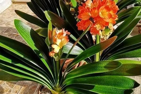 君子兰刚换盆可以浇水吗,是可以浇水的