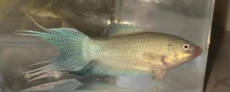 斗鱼失鳔的原因，可能是投喂的食物过多