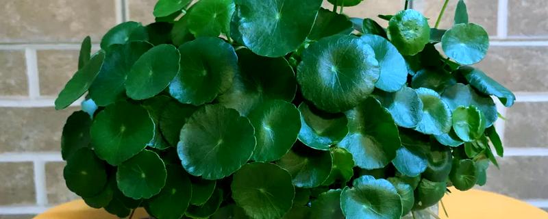 铜钱草的寓意，寓意圆满、财运等