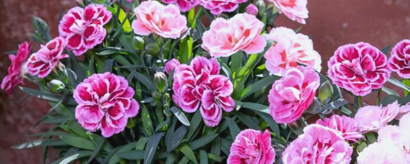 康乃馨的花语，寓意任性不羁等