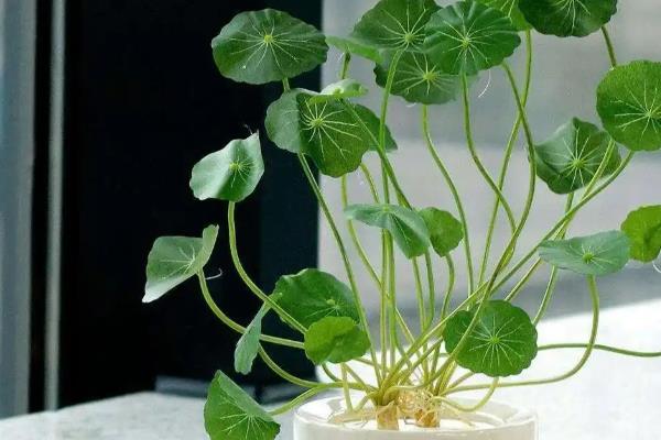 铜钱草的寓意，寓意圆满、财运等