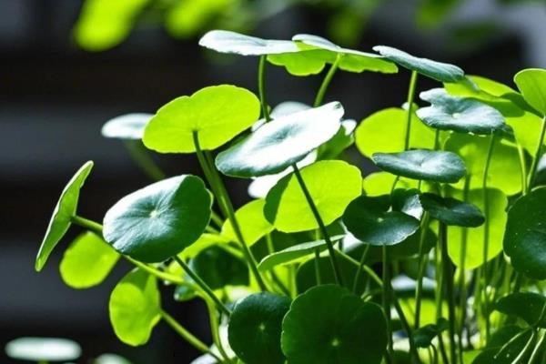 铜钱草的寓意，寓意圆满、财运等