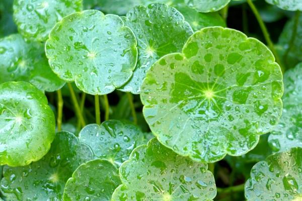 铜钱草的寓意，寓意圆满、财运等