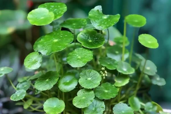 铜钱草的寓意，寓意圆满、财运等