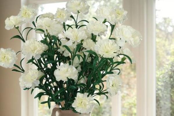 康乃馨的花语，寓意任性不羁等