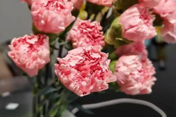 康乃馨的花语，寓意任性不羁等