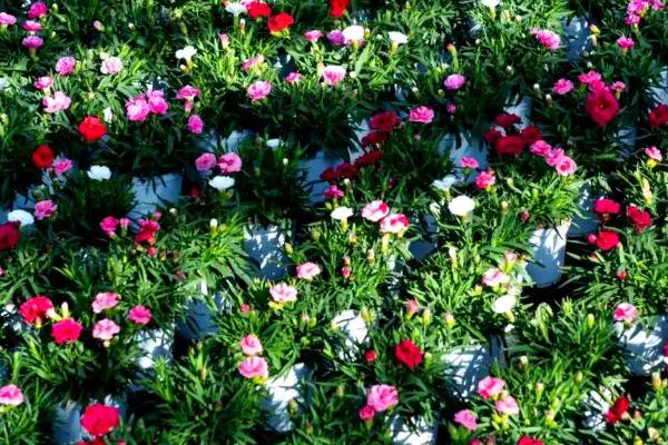 康乃馨的花语，寓意任性不羁等