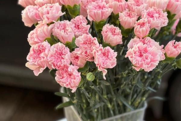 康乃馨的花语，寓意任性不羁等