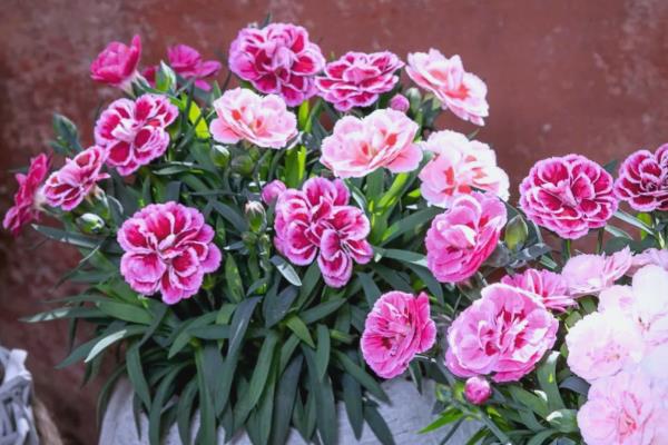 康乃馨的花语，寓意任性不羁等