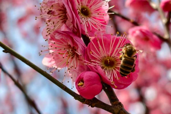 二月的代表花,有茶花、杏花、梅花等