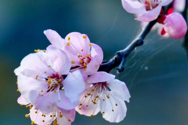 二月的代表花,有茶花、杏花、梅花等