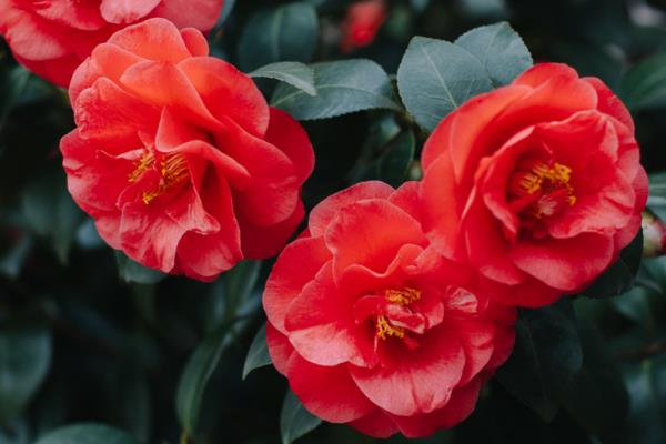 二月的代表花,有茶花、杏花、梅花等