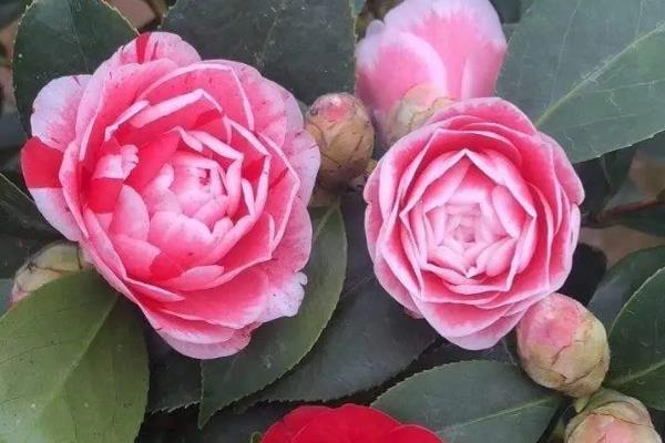 二月的代表花,有茶花、杏花、梅花等