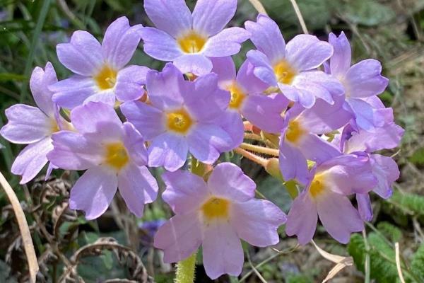 二月的代表花,有茶花、杏花、梅花等